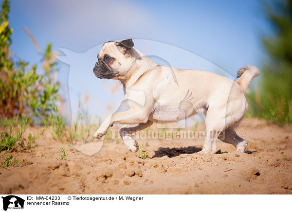 rennender Rassmo / running Jack-Russell-Pug-Mongrel / MW-04233