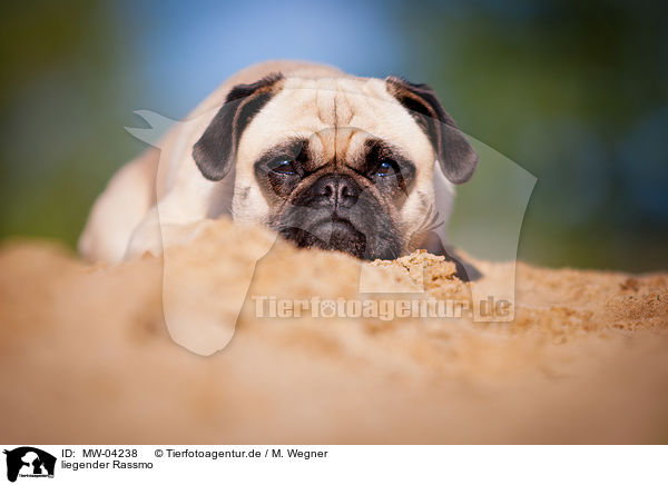 liegender Rassmo / lying Jack-Russell-Pug-Mongrel / MW-04238