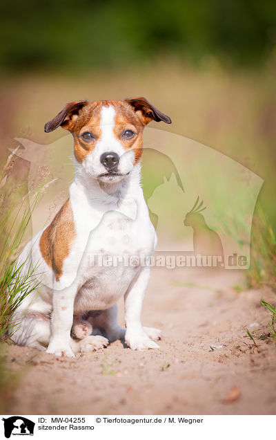 sitzender Rassmo / sitting Jack-Russell-Pug-Mongrel / MW-04255