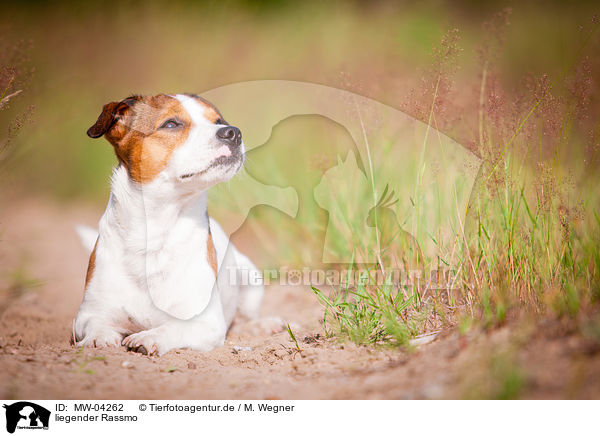 liegender Rassmo / MW-04262