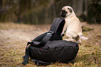 sitzender Rassmo