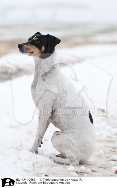 sitzender Ratonero Bodeguero Andaluz / sitting RBA / AP-10583