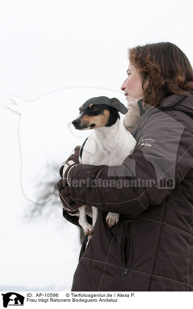 Frau trgt Ratonero Bodeguero Andaluz / woman with RBA / AP-10596