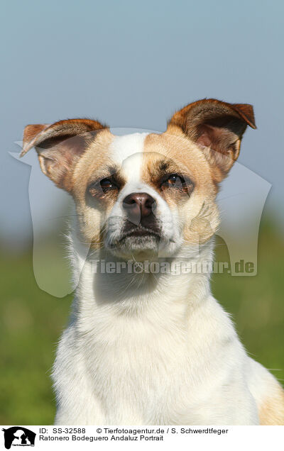 Ratonero Bodeguero Andaluz Portrait / Andalusian Mouse-Hunting Dog Portrait / SS-32588