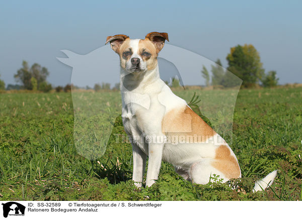 Ratonero Bodeguero Andaluz / Andalusian Mouse-Hunting Dog / SS-32589