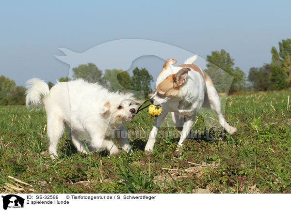 2 spielende Hunde / 2 playing dogs / SS-32599