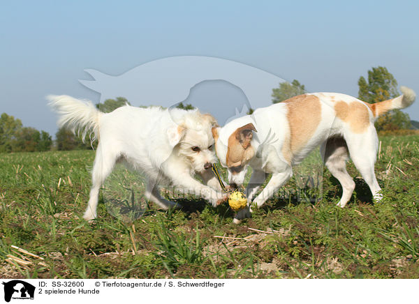 2 spielende Hunde / 2 playing dogs / SS-32600