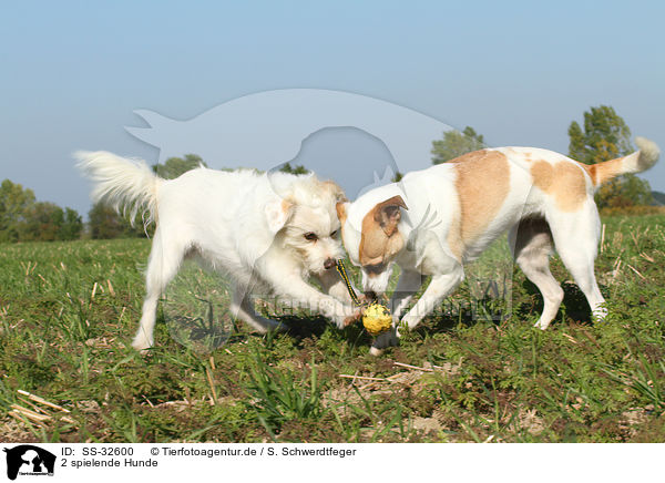 2 spielende Hunde / SS-32600