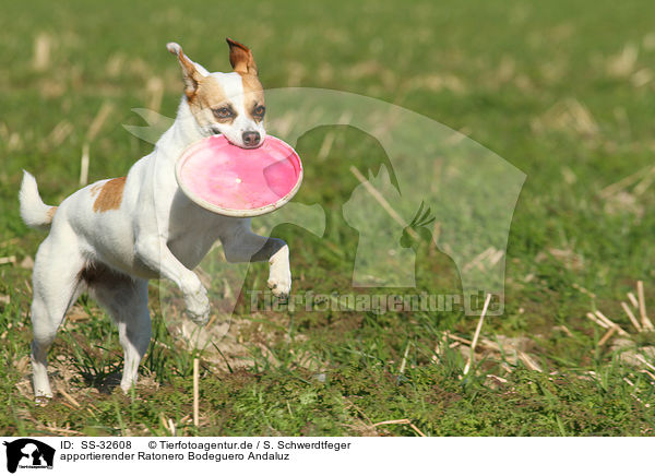 apportierender Ratonero Bodeguero Andaluz / fetching Andalusian Mouse-Hunting Dog / SS-32608
