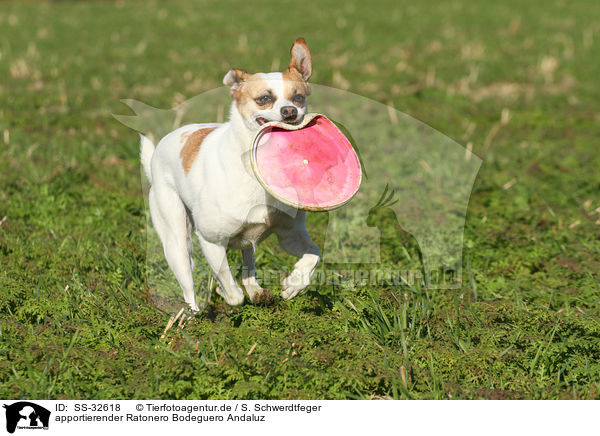 apportierender Ratonero Bodeguero Andaluz / fetching Andalusian Mouse-Hunting Dog / SS-32618