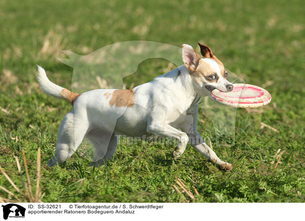 apportierender Ratonero Bodeguero Andaluz / fetching Andalusian Mouse-Hunting Dog / SS-32621
