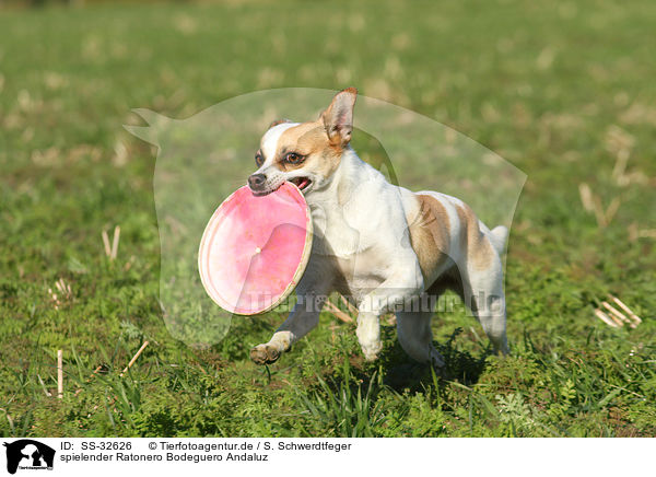 spielender Ratonero Bodeguero Andaluz / playing Andalusian Mouse-Hunting Dog / SS-32626