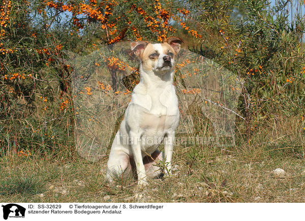 sitzender Ratonero Bodeguero Andaluz / sitting Andalusian Mouse-Hunting Dog / SS-32629