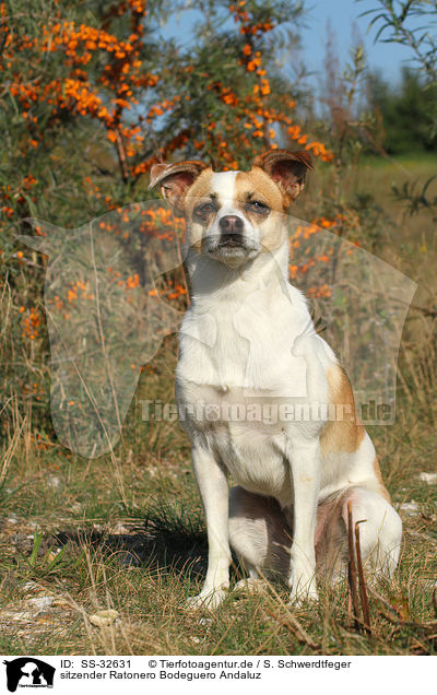 sitzender Ratonero Bodeguero Andaluz / sitting Andalusian Mouse-Hunting Dog / SS-32631