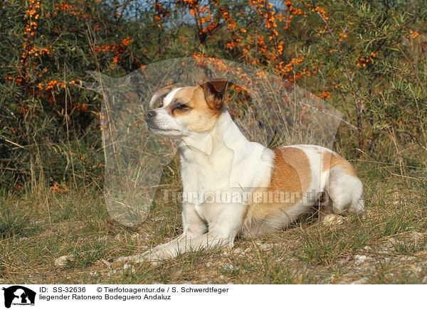 liegender Ratonero Bodeguero Andaluz / lying Andalusian Mouse-Hunting Dog / SS-32636
