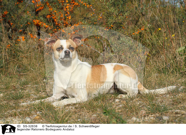 liegender Ratonero Bodeguero Andaluz / lying Andalusian Mouse-Hunting Dog / SS-32638