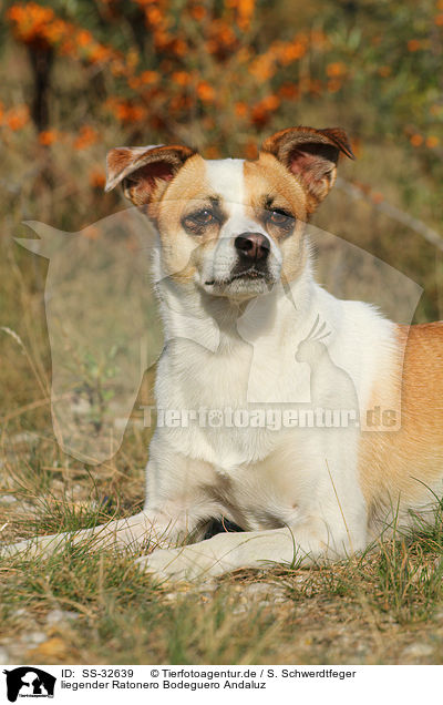 liegender Ratonero Bodeguero Andaluz / lying Andalusian Mouse-Hunting Dog / SS-32639
