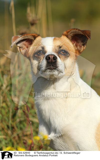 Ratonero Bodeguero Andaluz Portrait / Andalusian Mouse-Hunting Dog Portrait / SS-32640
