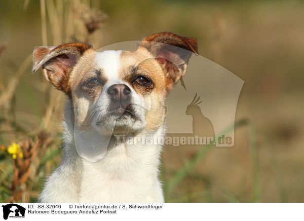 Ratonero Bodeguero Andaluz Portrait / Andalusian Mouse-Hunting Dog Portrait / SS-32646