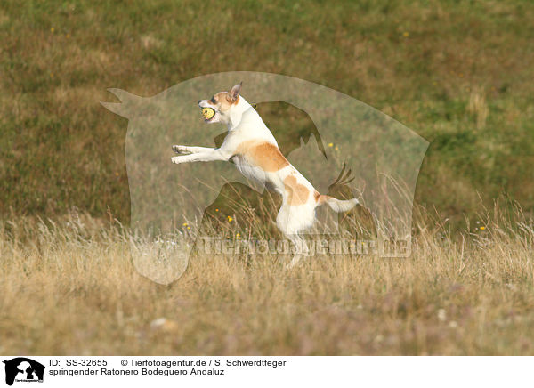 springender Ratonero Bodeguero Andaluz / jumping Andalusian Mouse-Hunting Dog / SS-32655