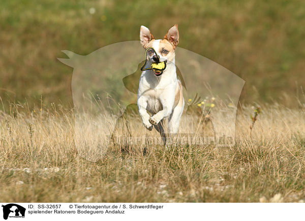 spielender Ratonero Bodeguero Andaluz / playing Andalusian Mouse-Hunting Dog / SS-32657