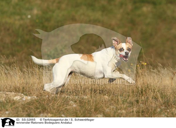 rennender Ratonero Bodeguero Andaluz / running Andalusian Mouse-Hunting Dog / SS-32665