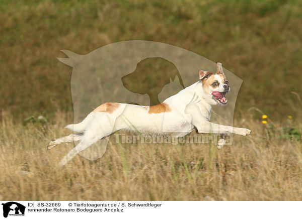 rennender Ratonero Bodeguero Andaluz / running Andalusian Mouse-Hunting Dog / SS-32669
