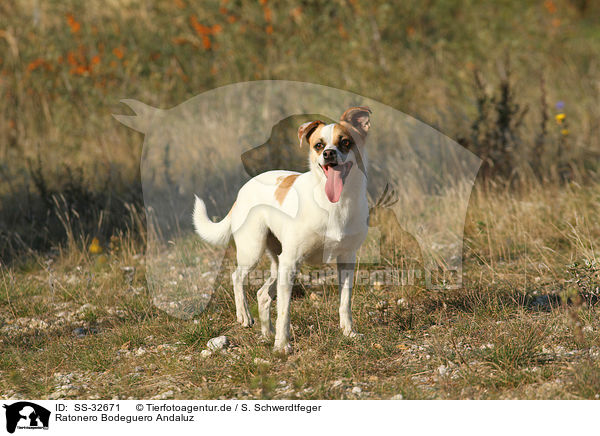 Ratonero Bodeguero Andaluz / SS-32671