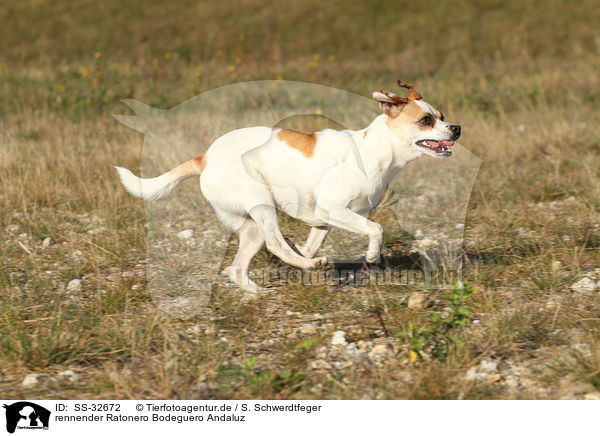 rennender Ratonero Bodeguero Andaluz / SS-32672