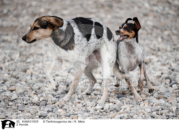 2 Hunde / 2 dogs / KAM-01935