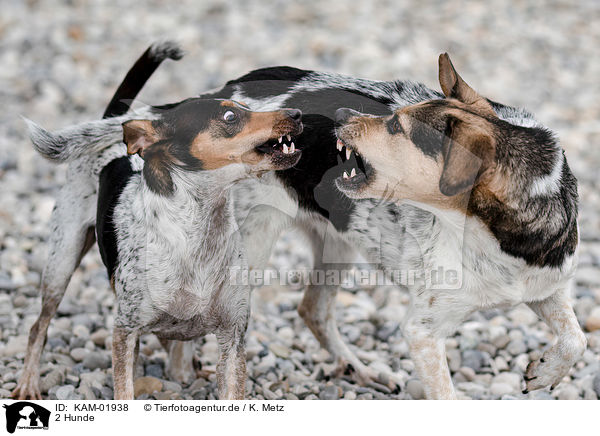 2 Hunde / 2 dogs / KAM-01938