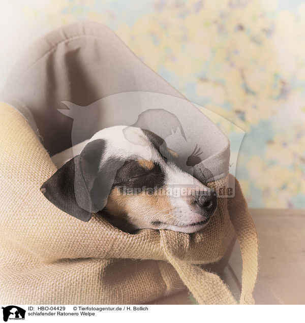 schlafender Ratonero Welpe / sleeping Ratonero puppy / HBO-04429