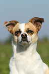 Ratonero Bodeguero Andaluz Portrait