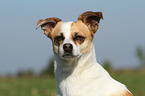 Ratonero Bodeguero Andaluz Portrait