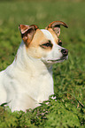 Ratonero Bodeguero Andaluz Portrait