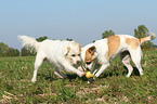 2 spielende Hunde