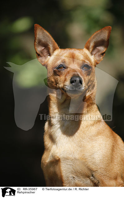 Rehpinscher / RR-35967