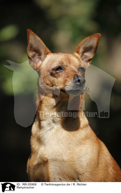 Rehpinscher / RR-35968