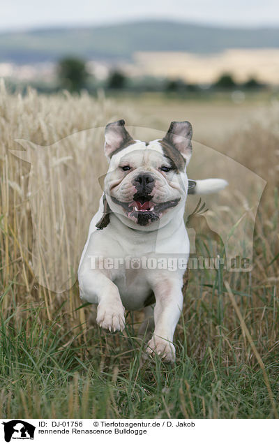 rennende Renascence Bulldogge / DJ-01756