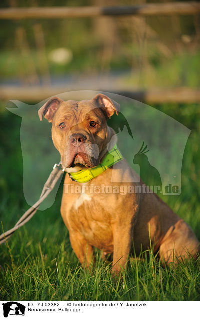 Renascence Bulldogge / Renascence Bulldog / YJ-03382