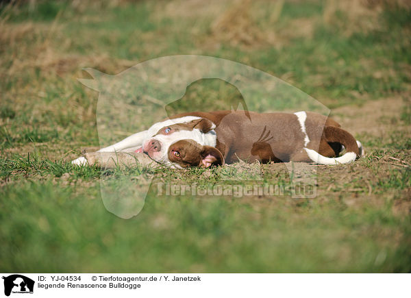 liegende Renascence Bulldogge / YJ-04534