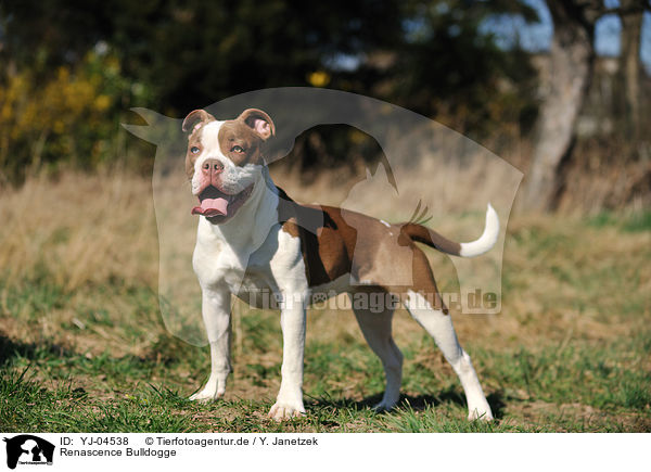 Renascence Bulldogge / Renascence Bulldog / YJ-04538