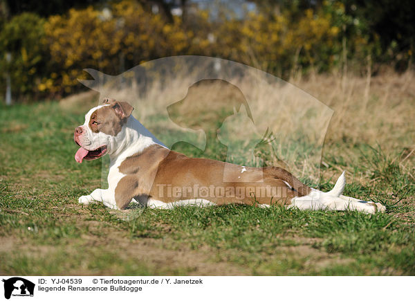 liegende Renascence Bulldogge / YJ-04539