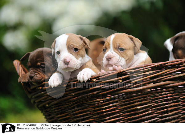 Renascence Bulldogge Welpen / YJ-04892
