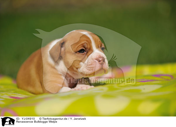 Renascence Bulldogge Welpe / YJ-04910