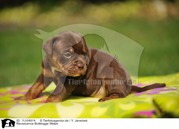 Renascence Bulldogge Welpe / YJ-04914