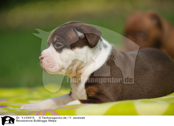 Renascence Bulldogge Welpe / YJ-04915