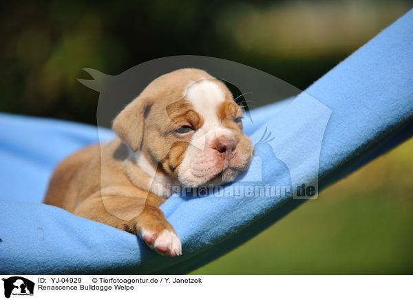 Renascence Bulldogge Welpe / YJ-04929