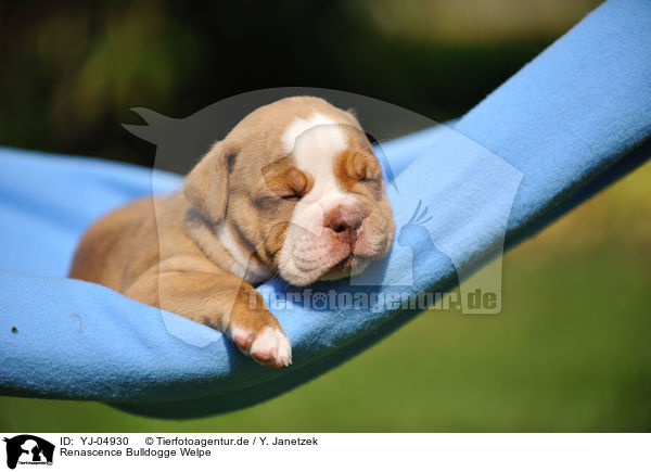 Renascence Bulldogge Welpe / Renascence Bulldog Puppy / YJ-04930