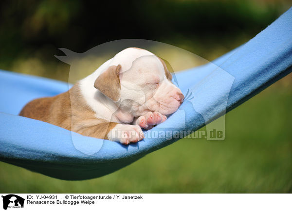 Renascence Bulldogge Welpe / Renascence Bulldog Puppy / YJ-04931